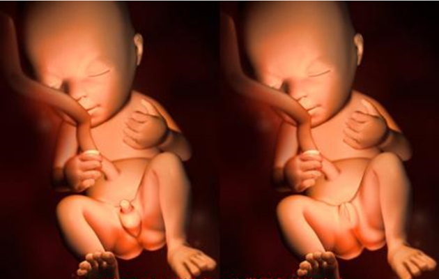 胎兒在肚子裡的姿勢 (41) 
