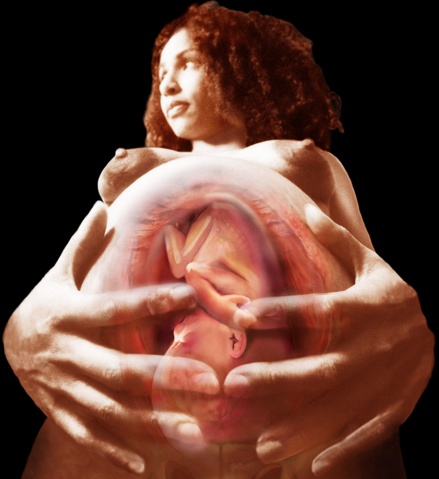 胎兒在肚子裡的姿勢 (6) 