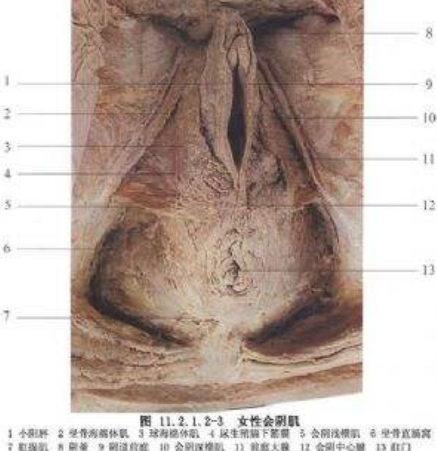 摔傷導致會陰撕裂的