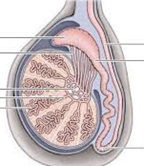 睪丸詳細圖解的