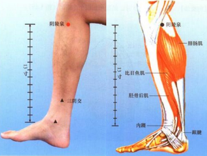 小腿穴位陰陵泉是在哪個位置
