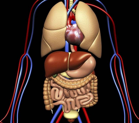 盲腸的位置 (41) 