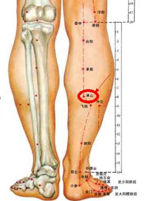 小腿穴位在哪些位置