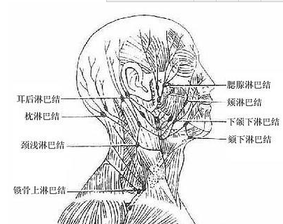 慢性淋巴結炎 (5) 