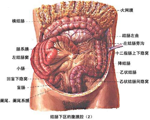 盲腸的位置 (49) 