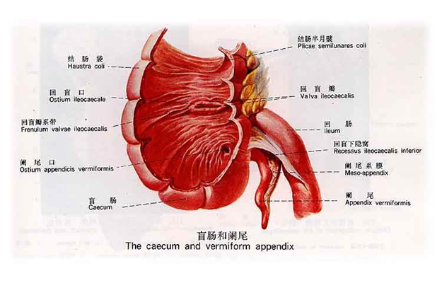 盲腸的位置 (48) 