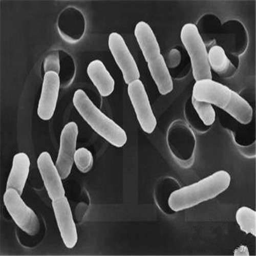 呼吸道感染支原體電鏡下