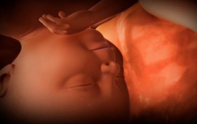 胎兒在肚子裡的姿勢 (44) 