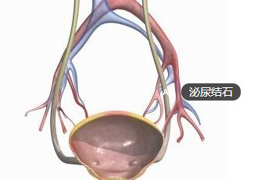 泌尿系統重要器官 
