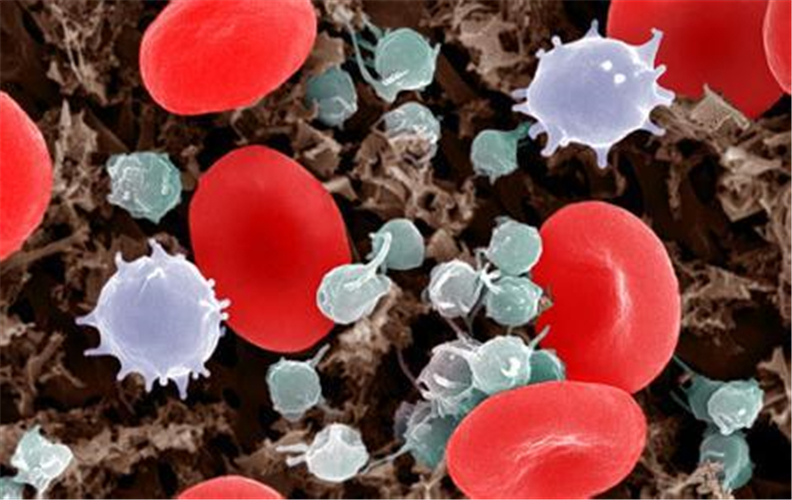 再生障礙性貧血的