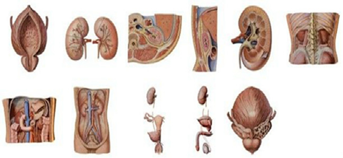 泌尿系統解剖 
