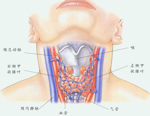 甲亢脖子症狀