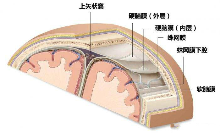 硬腦膜結構漫畫 