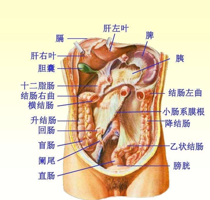 盲腸的位置 (30) 