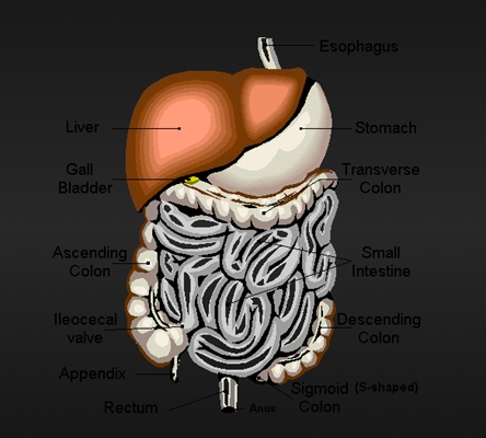 盲腸的位置 (32) 