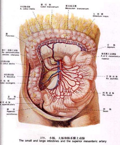 盲腸的位置 (50) 