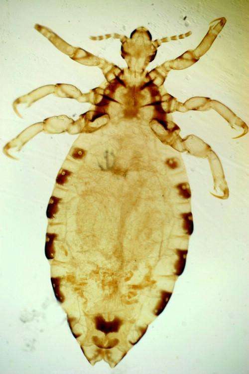 陰蝨是怎樣形成的