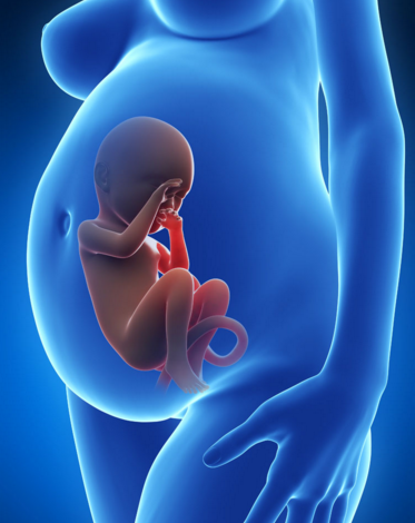 胎兒在肚子裡的姿勢 (7) 