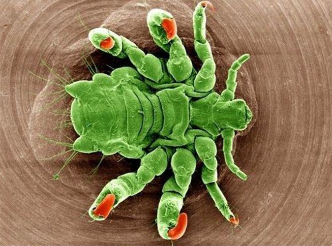 陰蝨蟲具體長什麼樣子