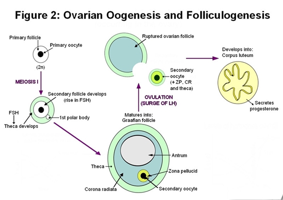 人工受完孕的過程 (7) 