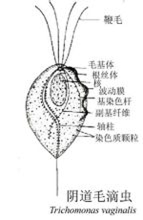 外陰潰瘍引起病因的蟲子