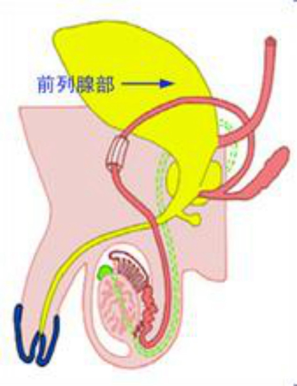 生殖泌尿系統疾病 