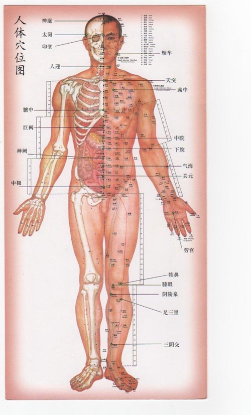 小腿穴位在哪些位置大