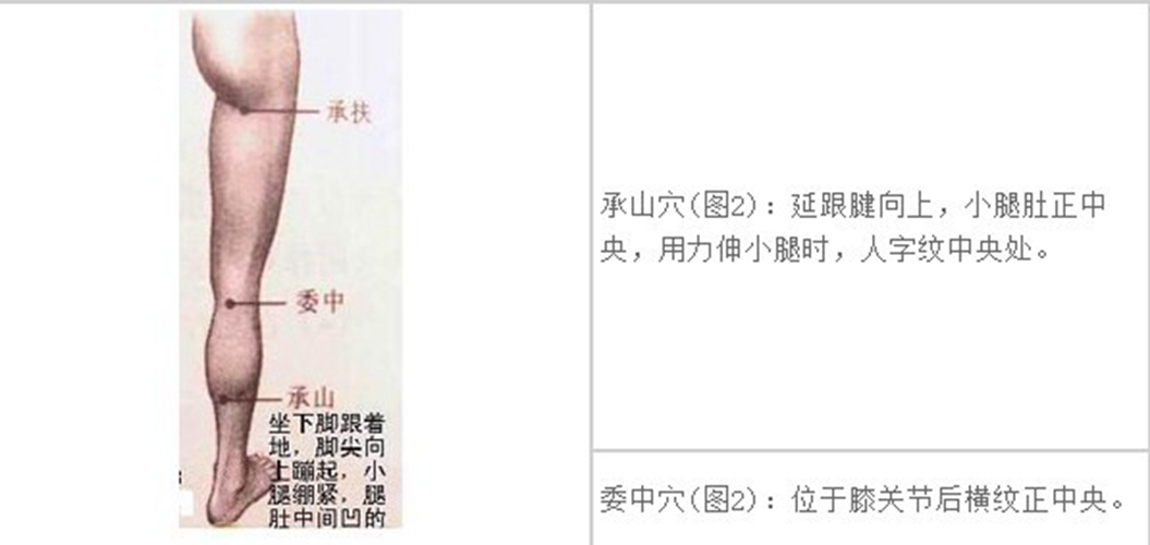 小腿穴位在什麼位置