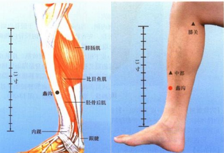小腿穴位蠡溝是在哪個位置
