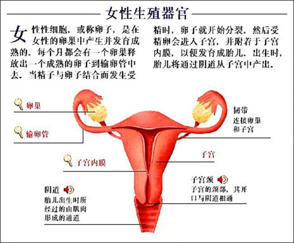 生殖器內臟器官分佈圖女性
