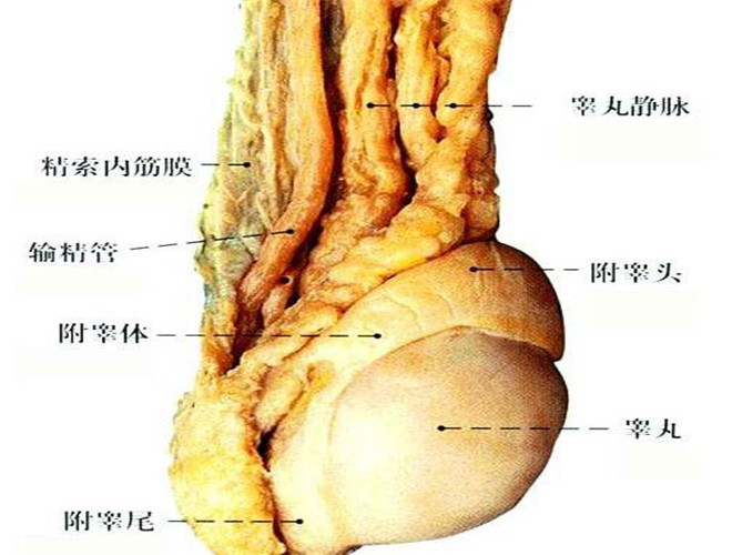陰囊瘙癢用什麼藥膏 