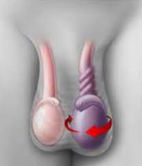 睪丸形態特徵的詳細