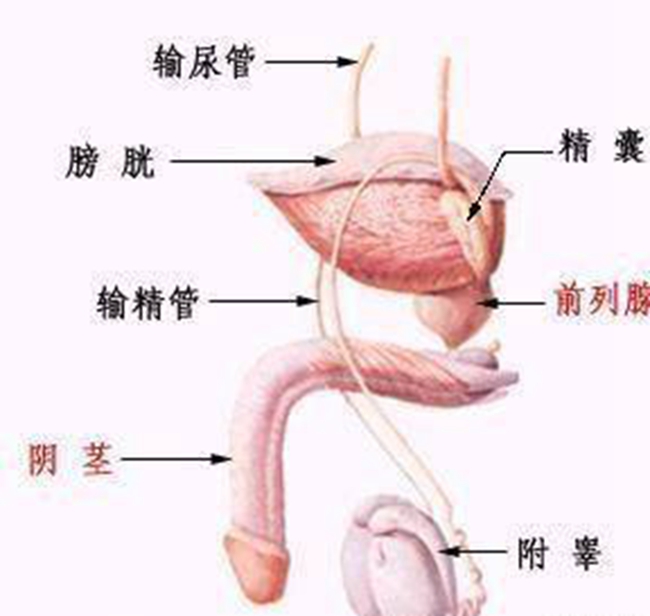 嵌頓包莖鬆解術記錄 