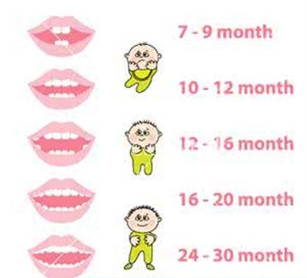 乳牙換牙順序 (37) 