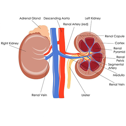 腎上腺腫瘤解刨圖 