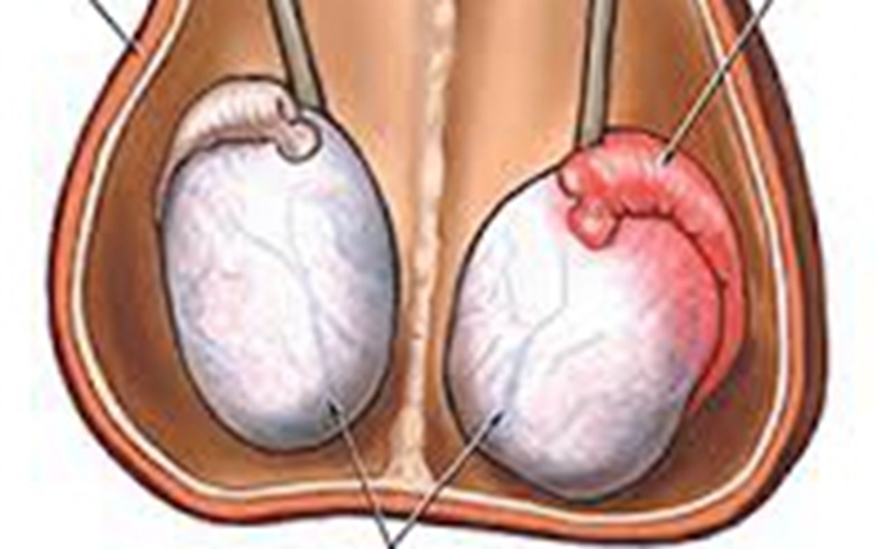 睪丸形態的特徵