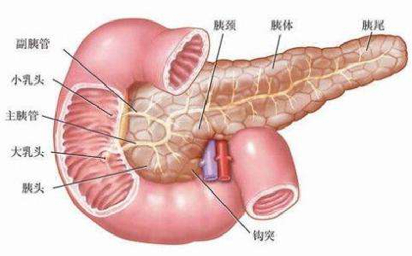 內臟器官分佈圖胰腺