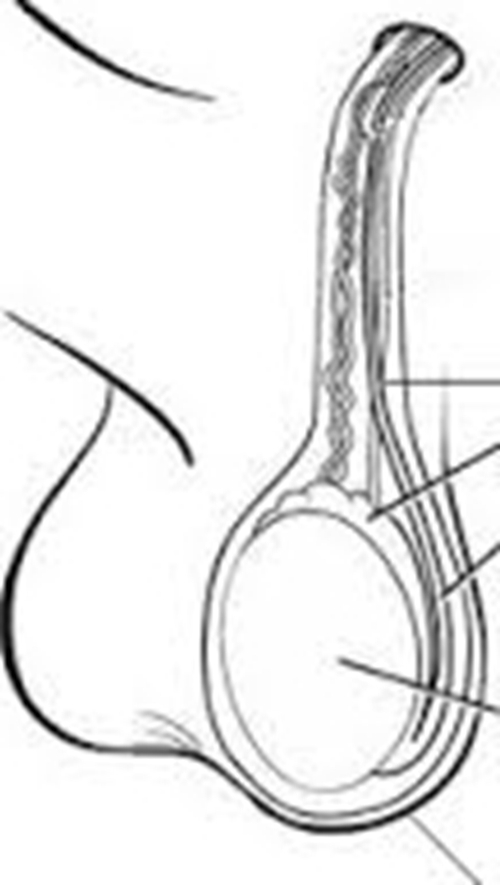 睪丸形狀大小的