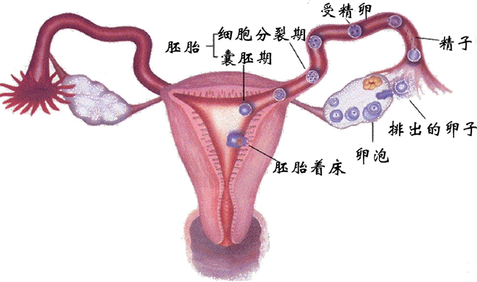 人工受完孕的過程 (37) 