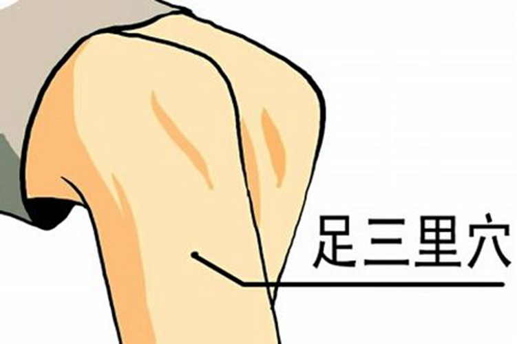 小腿穴位足三里穴具體位置卡通
