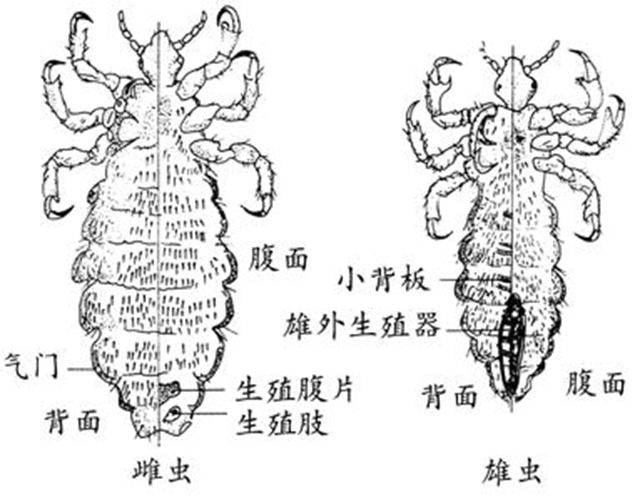 陰蝨正面反面剖析的
