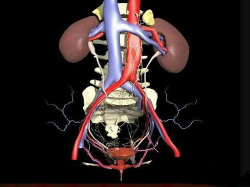 泌尿系統示意圖 