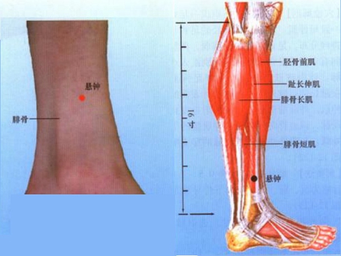 小腿穴位懸鐘是在哪個位置