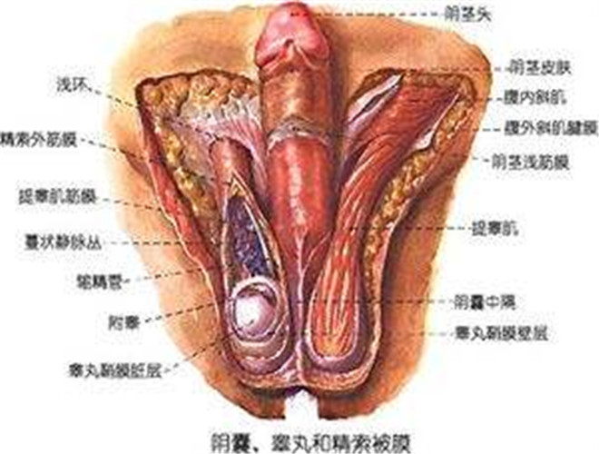 陰囊溼疹怎麼治療 