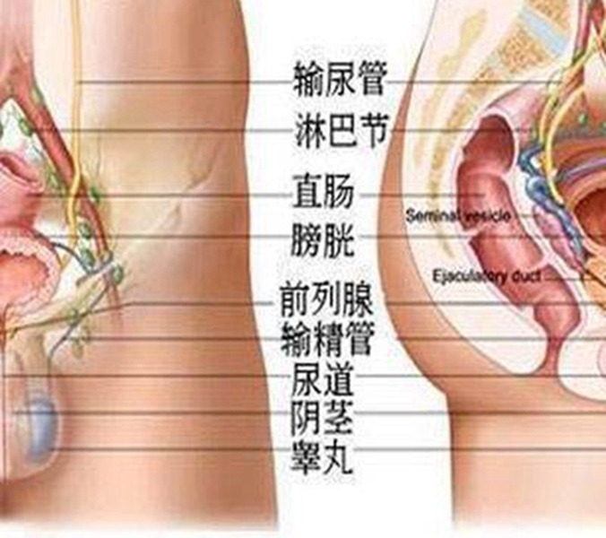 泌尿系統解剖結構圖 