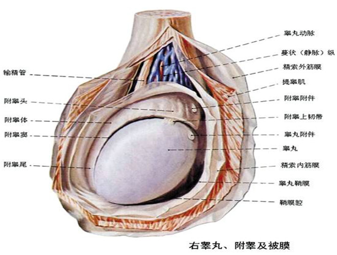 陰囊脫皮用什麼藥膏 