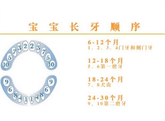 乳牙換牙順序 (43) 