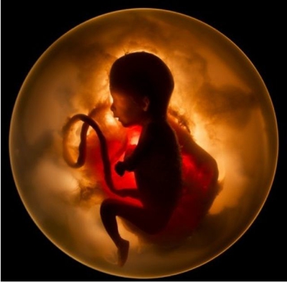 胎兒發育圖 (89) 